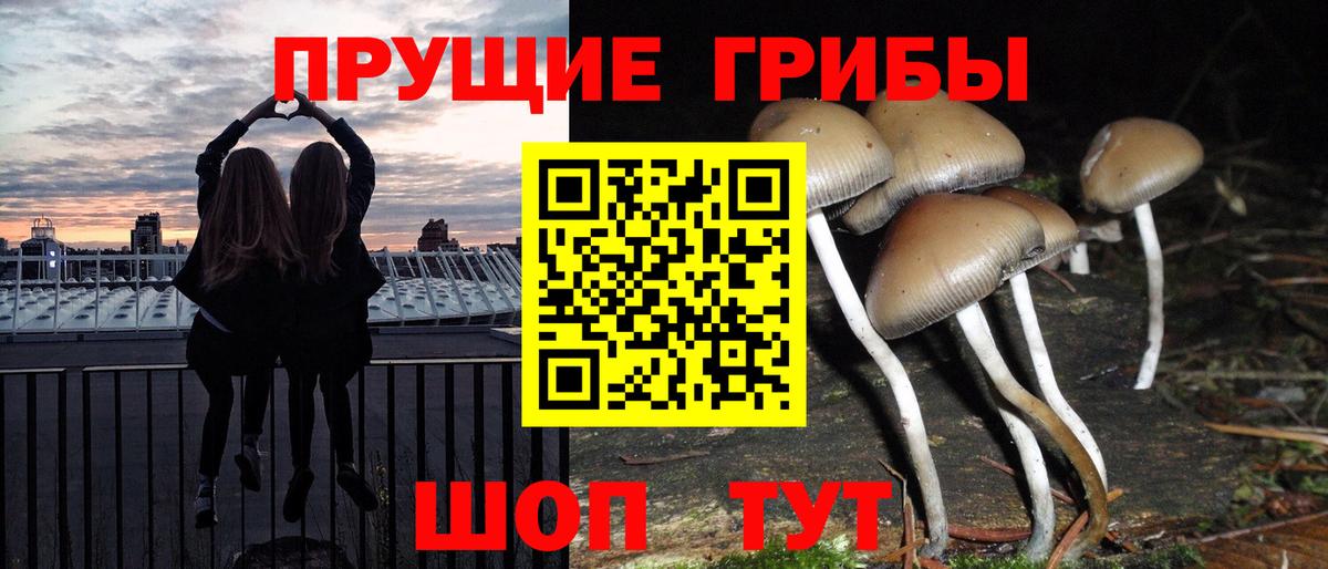 Псилоцибиновые грибы Psilocybine cubensis Гудермес
